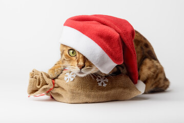 Bengal cat with a bag of gifts isolated. Christmas and New Year concept. Cat in a hat.