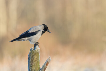 Bird - Hooded crow Corvus cornix in amazing warm background Poland Europe