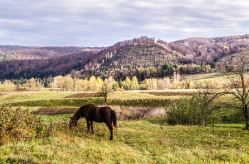 A bay horse on the background of an autumn landscape, horizontal photo.