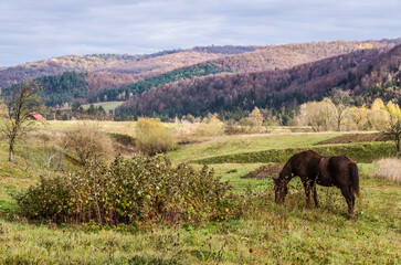 A bay horse on the background of an autumn landscape, horizontal photo.