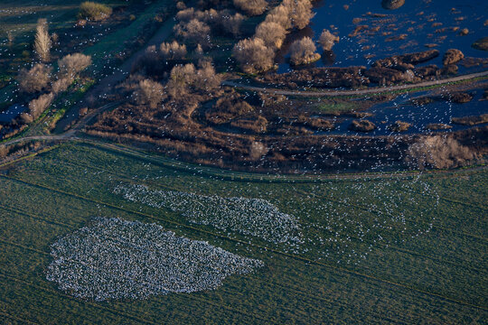 Geese, Near Modesto, California