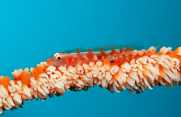 Two whip coral goby, Bryaninops youngei, Philippines, Bohol Sea, Pacific Ocean, Panglao Island, Bohol