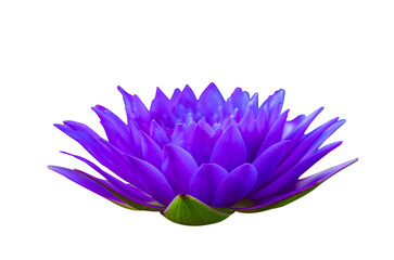 purple pink lotus Isolate on transparent background PNG file