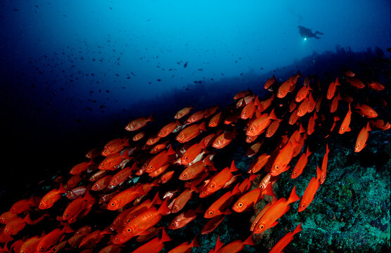 Crescent-tail bigeye, Priacanthus hamrur and scuba diver, Mauritius, Indian ocean