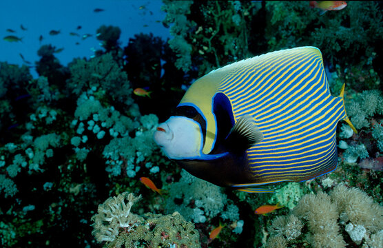 Emperor angelfish, Pomacanthus imperator, Egypt, Red Sea, Hurghada