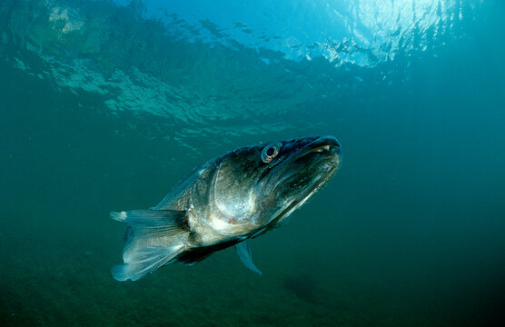 pikeperch, Sander lucioperca, Germany, Bavaria