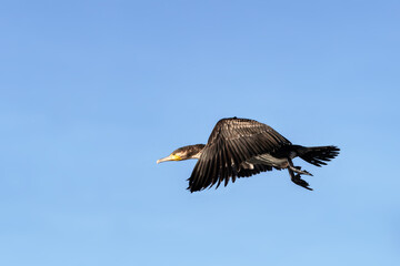 Cormorant, phalacrocorax carbo, in flight over lake Naivasha, Kenya. Focus on head with motion blur on wings. Blue sky background