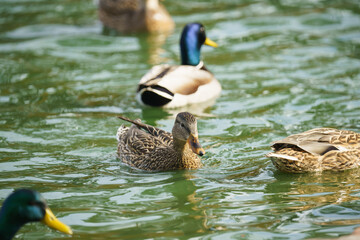 Ducks floating on water in the lake in city park in sunny day. Close up portraits of water birds with beautiful green-blue water background