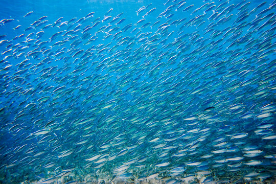 underwater picture of school of bait fish at Waimea Bay, on the north shore of Oahu, Hawaii