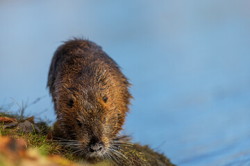 The nutria (Myocastor coypus) or coypu coming out of the water