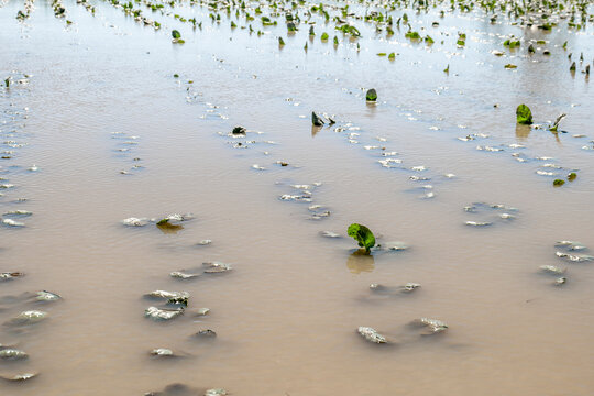 台風の大雨で増水し冠水被害にあったブロッコリーの苗