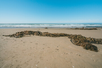 Bull kelp on the beach after storm, California