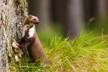 female beech marten (Martes foina) leaning against a tree