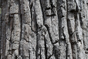 Tree bark in a forest. Closeup at the background or bark texture of an old tropical tree with...