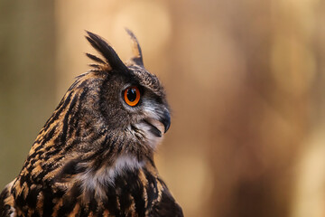 male Eurasian eagle-owl (Bubo bubo) close-up portrait