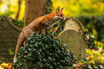 male red fox (Vulpes vulpes) is in an old abandoned cemetery