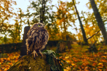cute little owl (Athene noctua) very close through a wide lens