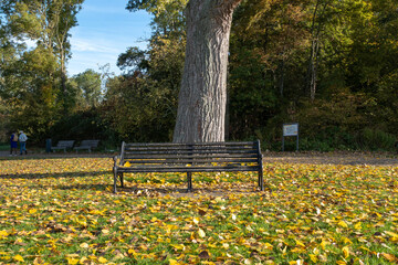 Autumn park bench. Tree alley in fall background