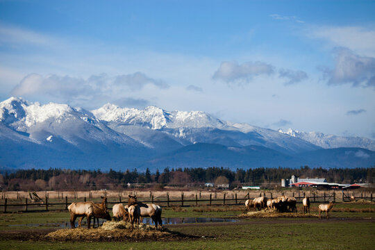 Elk eat in groups with a dramatic mountain scene in the background.
