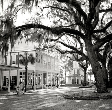 A black and white image of a large oak tree overhanging a quaint street and buildings with two people talking next to bikes.