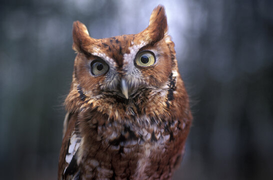 Eastern Screech Owl, Maine, New England.
