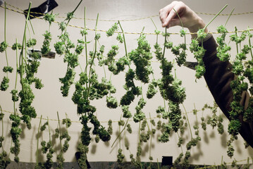 A man trims and hangs his medical marijuana strains.
