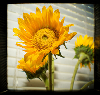 Sunflowers photographed through the viewfinder of an antique Hasselblad.