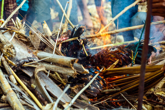 Sacrifice At Pasola Festival, Sumba Island, Indonesia