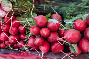 Fresh organic radish vegetables for sale on french farmers market
