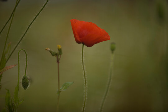 A wild red poppy flower grows in a field of Prado del Rey, Cadiz province, Andalusia, Spain.