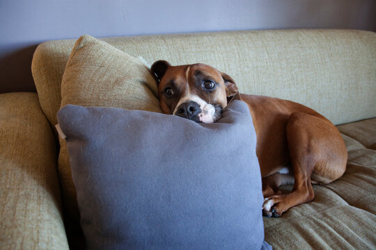 A dog looks over as it lays on a couch, head on pillows.