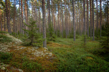 Pine tree forest landscape in sunrise. Forest therapy and stress relief.