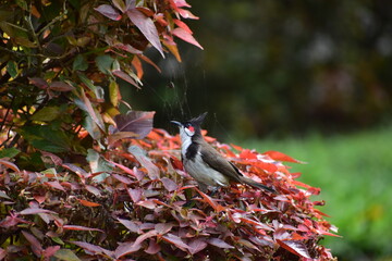 Red whiskered bulbul sitting on a tree