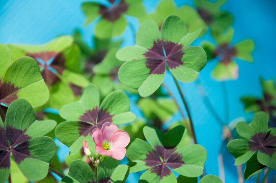 Four leafed clover, close up
