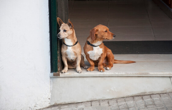 Two dogs sitting side by side at building entrance