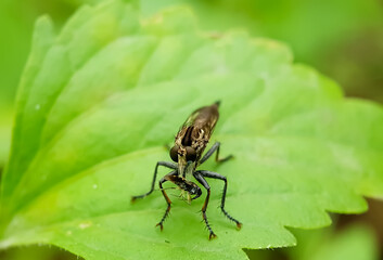 Front view photo of a Robber Fly on a leaf eating a small insect.