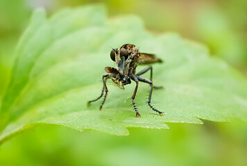 Front view photo of a Robber Fly on a leaf eating a small insect.