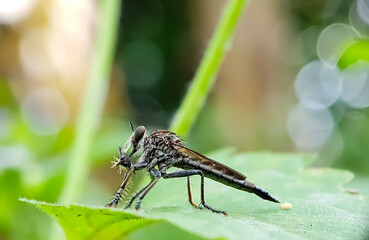Side view of a Robber Fly on a leaf eating a small insect.