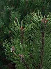 branches of coniferous tree