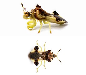 Jagged Ambush Bug - Phymata fasciata - Predatory on other insects