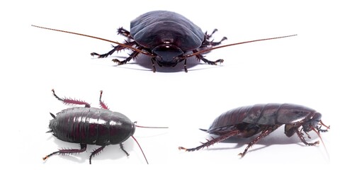 Florida woods cockroach - Eurycotis floridana - native to Florida and southern U.S. Isolated on...