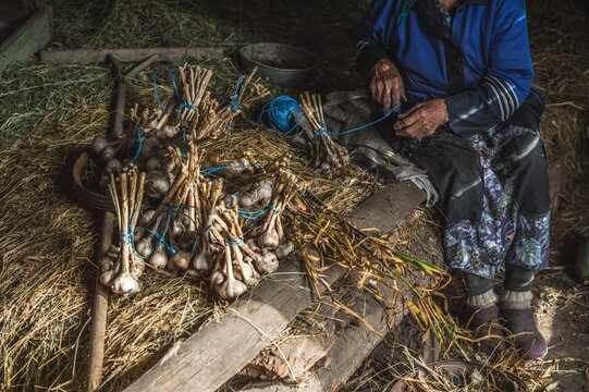 Old woman making bundles of garlic in shed