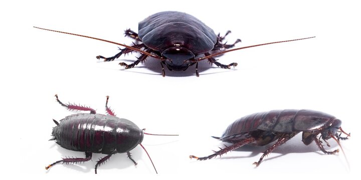 Florida 2024 woods cockroach