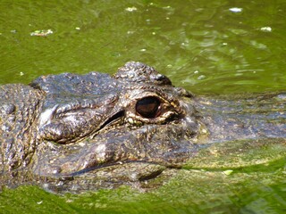 Close up of an alligator