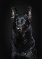 German Shepherd black color