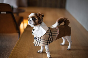 a cute little dressed shih tzu puppy