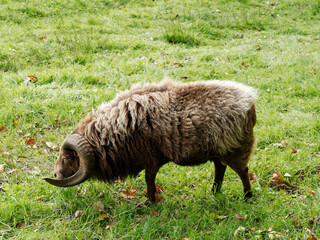 Light brown ram Ouessant sheep or Breton Dwarf with large horns grazing on a meadow
