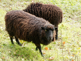 lack youg Ouessant sheeps or Breton Dwarf, endemic sheeps to the island of Ouessant in Brittany