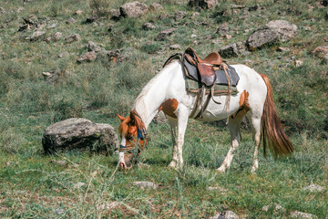 A horse with a saddle grazes at the foot of a mountain