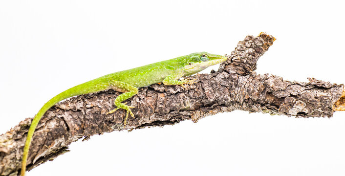 Anolis carolinensis or green anole on a pine tree branch. They are a tree dwelling species of anole lizard native to the southeastern United States